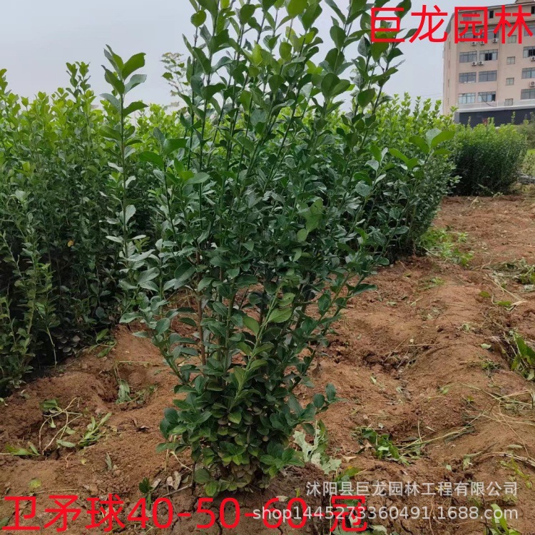 卫矛小毛球卫矛大杯胶东卫矛色块工程绿化灌木卫矛小球40-50-60冠