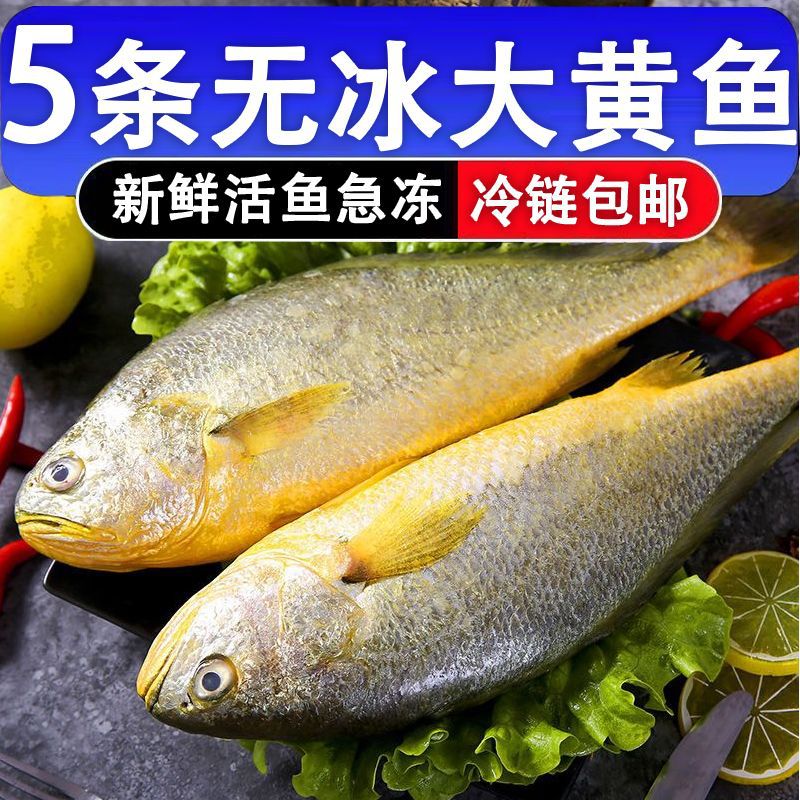 新鲜东海黄花鱼整箱黄花鱼蒜瓣肉大黄鱼冷冻生鲜海鲜批发水产