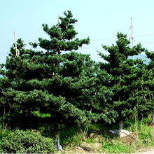 深圳市 苗木四季室内庭院观赏 绿色植物五针松盆景