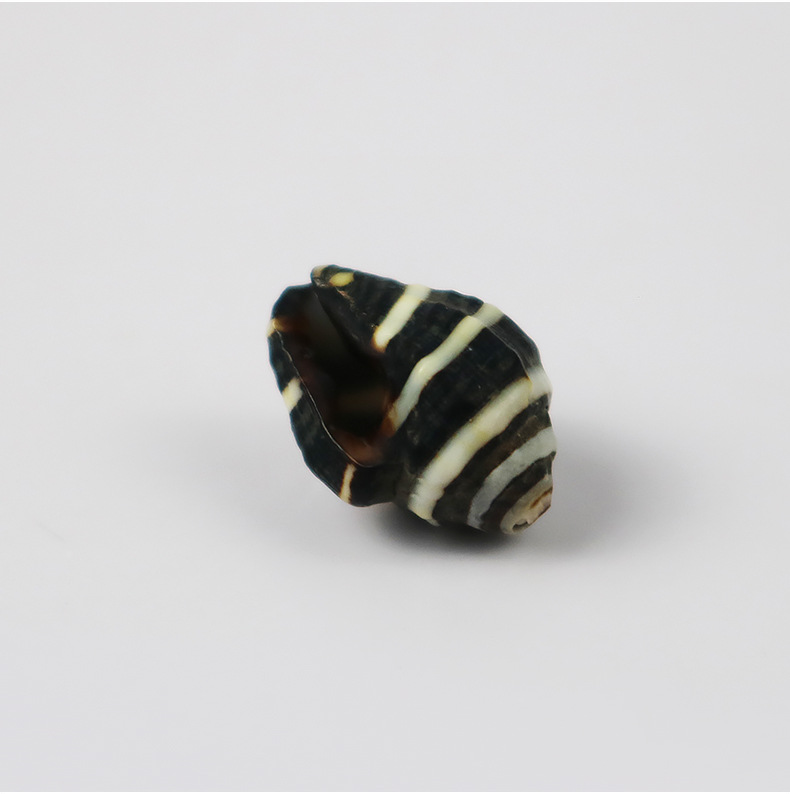 天然小海螺贝壳黑螺条纹斑螺鱼缸造景手工diy材料漂流瓶厂价批发