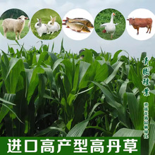 厂家批发进口高丹草种子苏丹草籽优质牧草种子鱼草牛羊养殖牧草籽