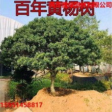 小叶黄杨树苗独杆黄杨苗盆栽高杆瓜子黄杨四季常青盆景树桩素材苗