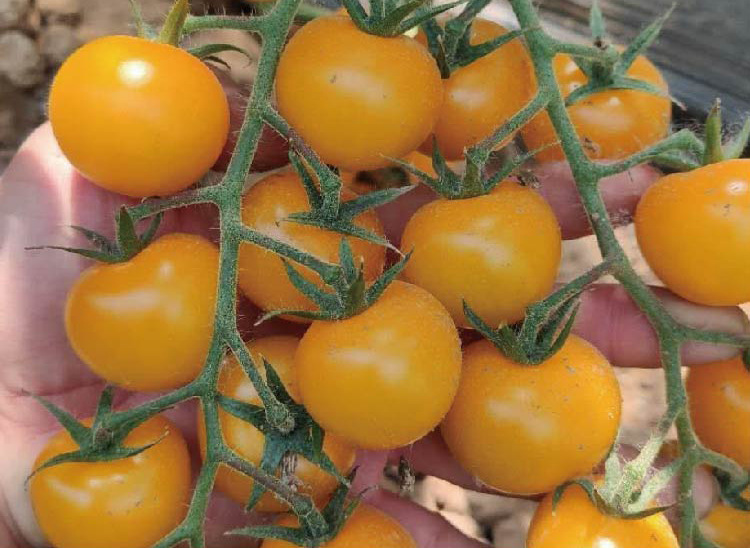 永红黄珍珠番茄种子 坐果多耐贮 口感鲜美小黄番茄小西红柿籽