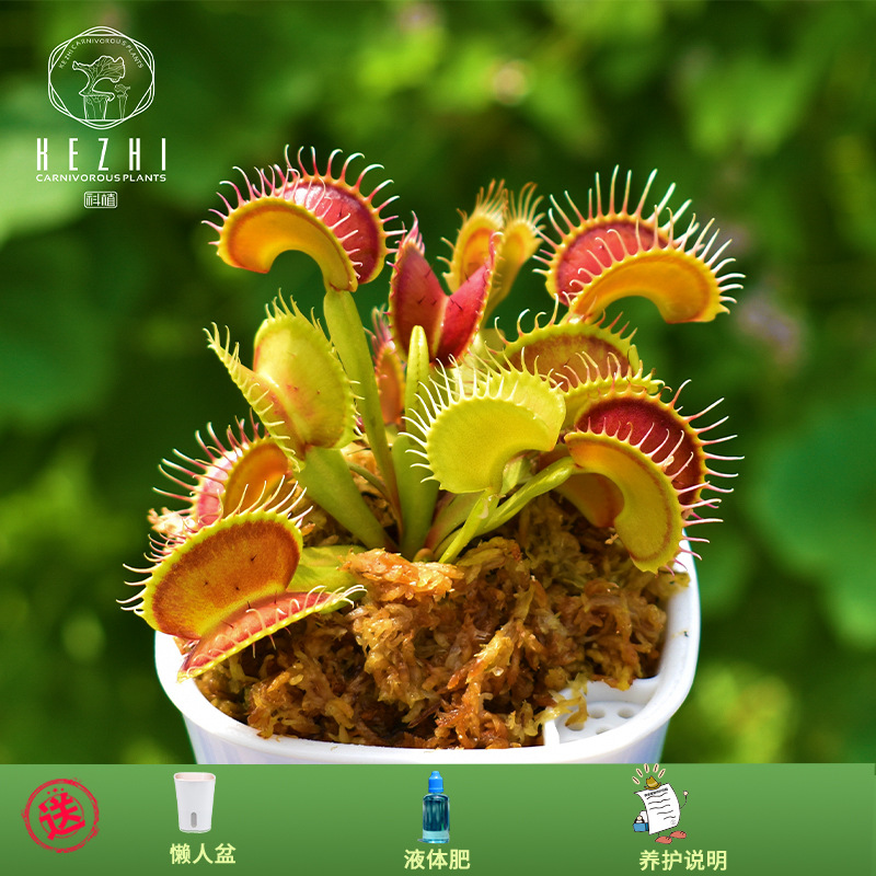 捕蝇草盆栽驱蚊植物室内小绿植猪笼草懒人好养大嘴食蝇草办公室