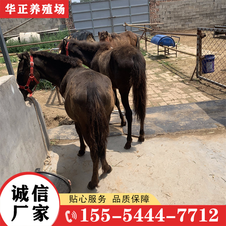 矮马活马活体德保矮马养殖场设特兰矮马活体养殖场出售-阿里巴巴