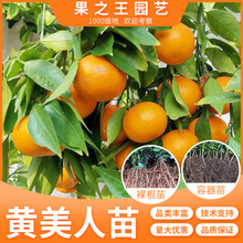黄美人柑桔树味甜化渣杂柑柑橘爱媛68盆栽苗重庆基地直发包技术