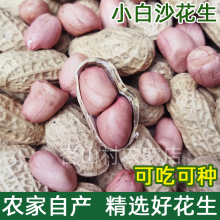 2023生花生带壳晒干花生种子级新鲜原味可发芽白皮农家产河南白沙