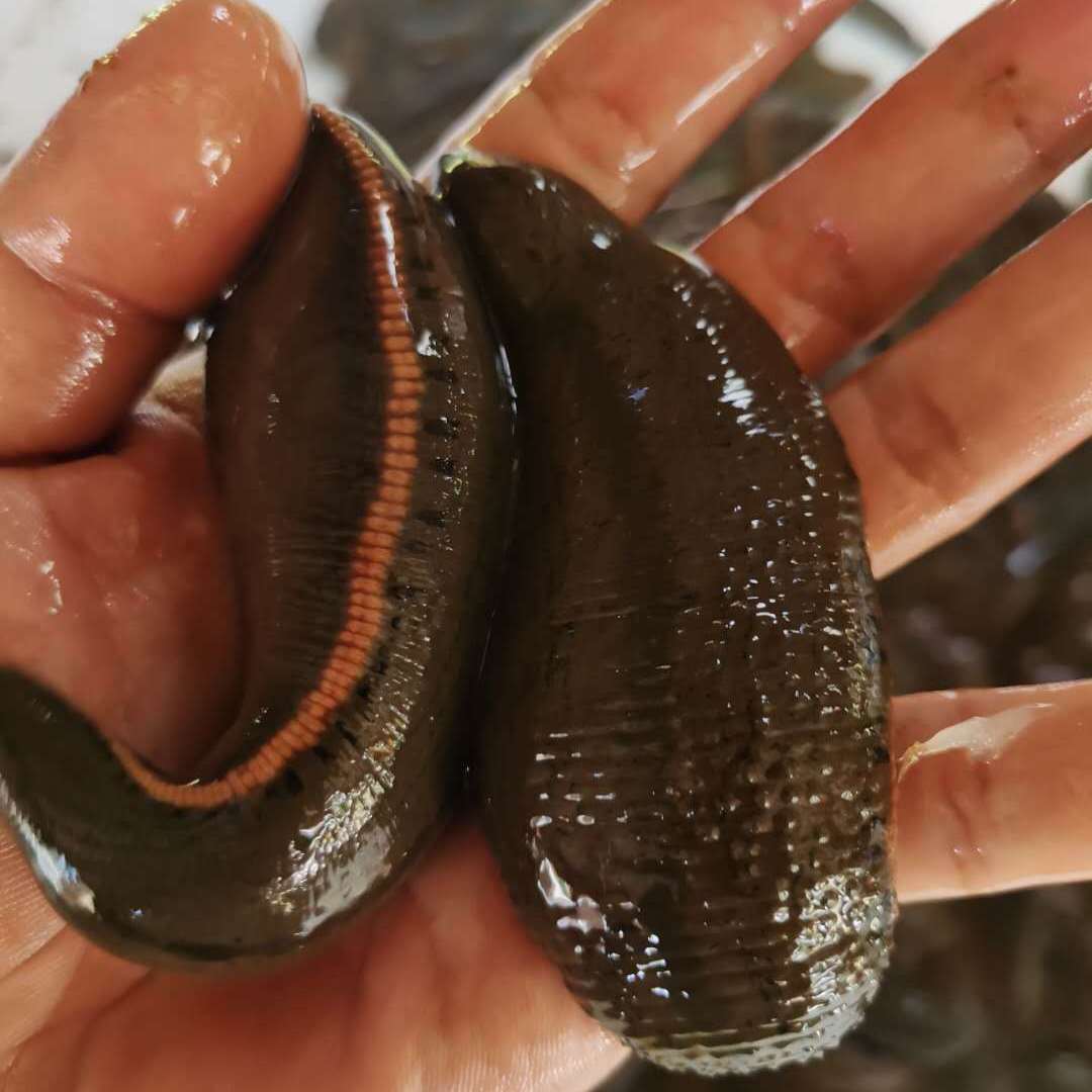 菲牛蛭活的清水养殖净养金边水蛭宽体金边水蛭青年苗蚂蟥满月蚂蟥