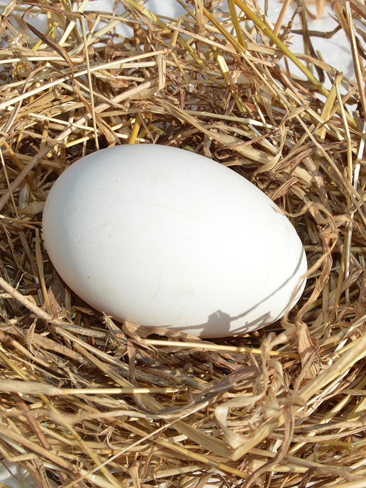 枚纯种五龙鹅种蛋鹅蛋受精蛋种蛋可孵化鹅苗种蛋种鹅蛋鹅蛋新鲜