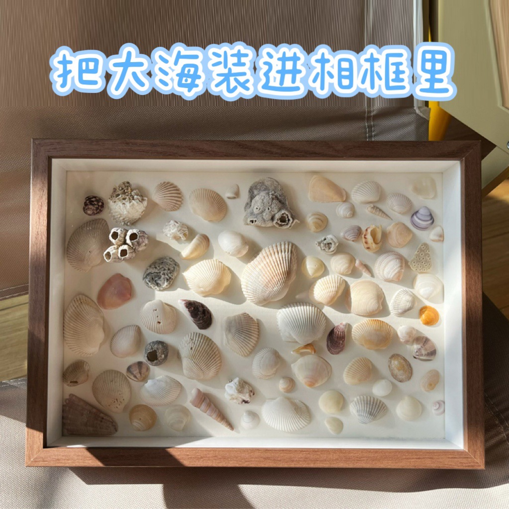 海边贝壳海螺diy自制礼物纪念标本中空正方形简约相框-阿里巴巴