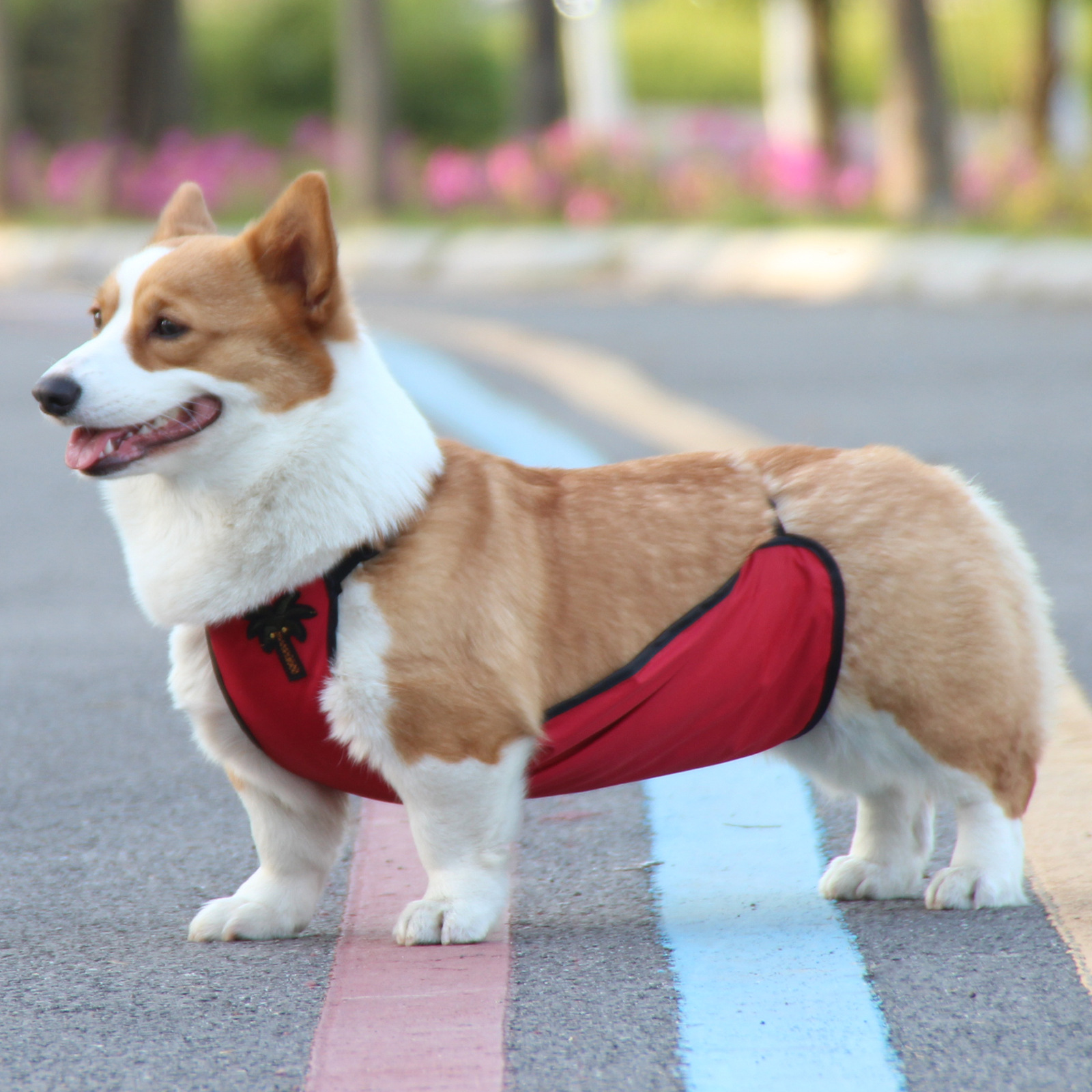 宠它加绒护腹柯基衣服公狗母狗分款宠物肚兜防湿秋冬宠物用品现货