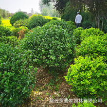 胶东卫矛花园 绿化工程苗毛球抗寒抗旱 苗圃种植四季卧室室外