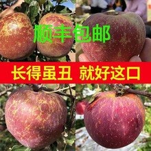 丑苹果现摘云南昭通冰糖心新鲜水果脆甜红富士孕妇儿童食用