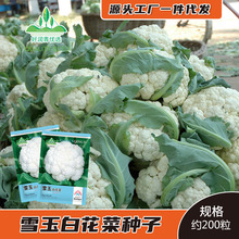 白菜花种子白色花菜种籽花椰菜种孑批发青梗耐寒约200粒菜种菜籽