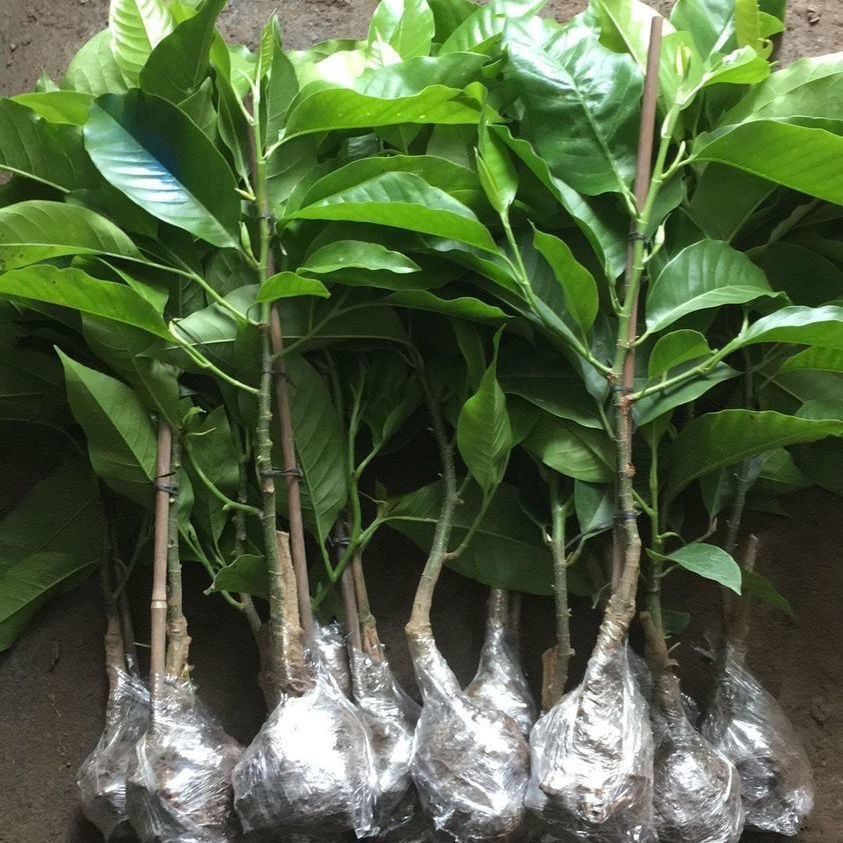 白兰花盆栽花卉植物室内玉兰树苗带花苞四季开花浓香型黄角兰好养