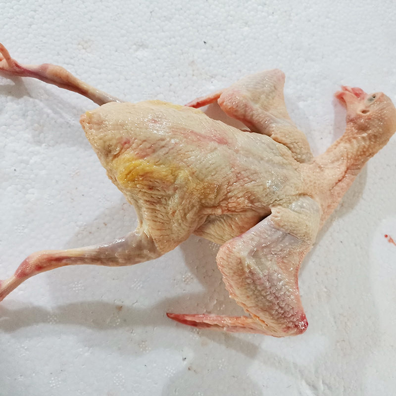 厂家批发9两 新鲜白羽王鸽肉肉鸽老鸽子肉煲汤乳鸽肉活体现杀