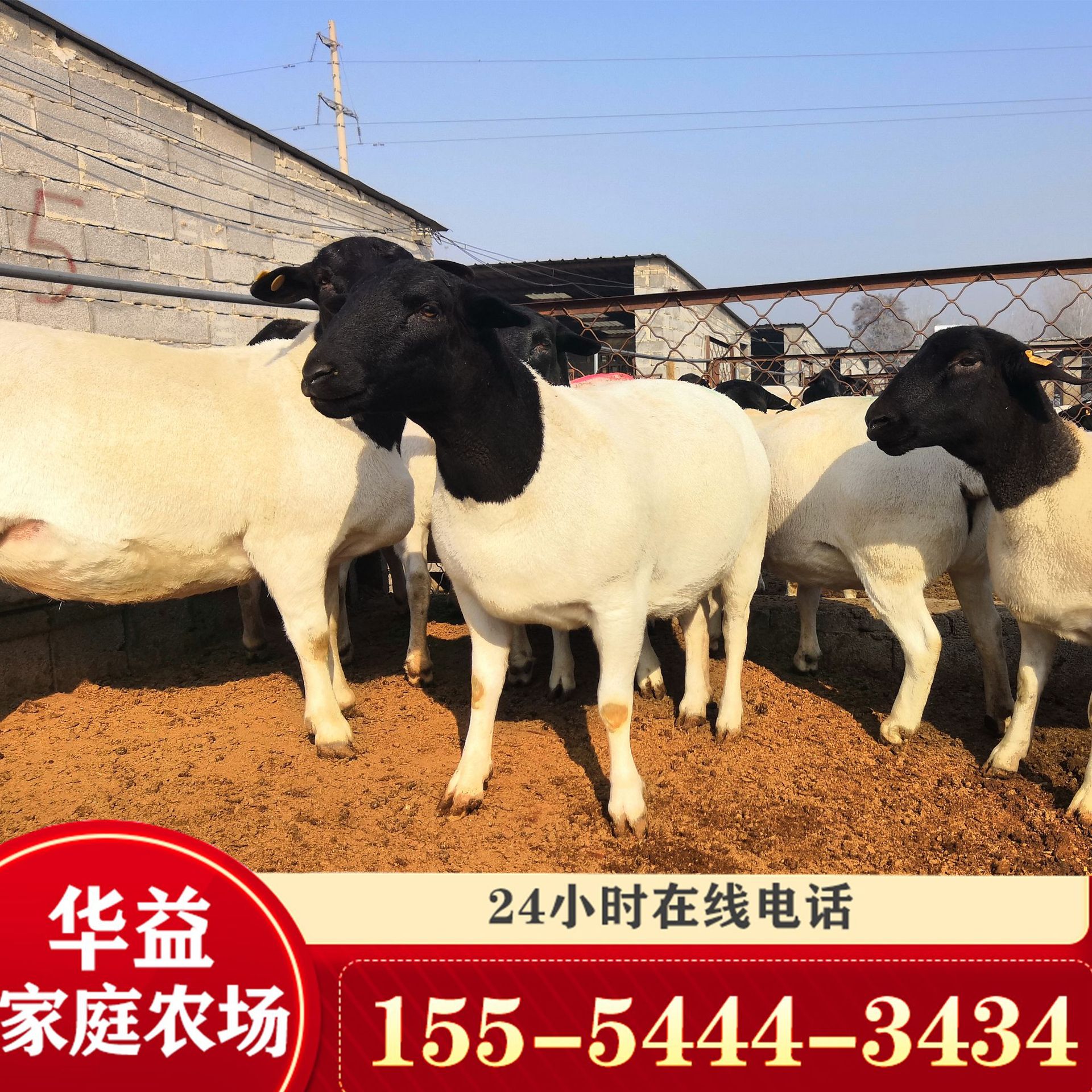 杜波绵羊养殖场 肉羊萨福克羊 澳洲白绵羊羊羔活体-阿里巴巴