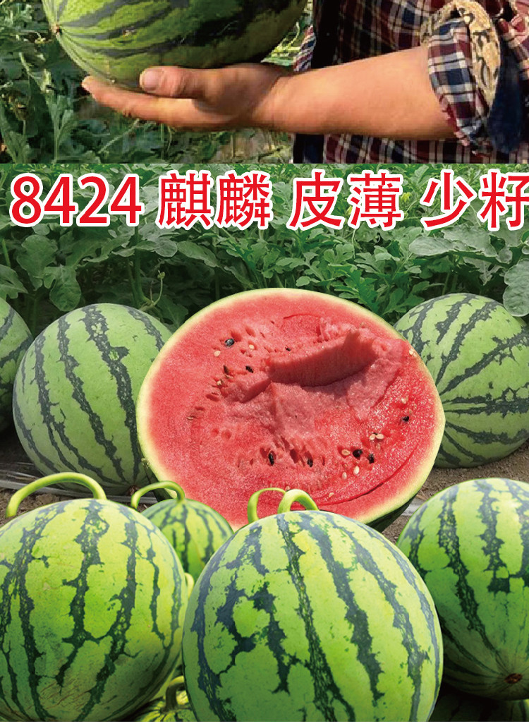 常丰冰糖麒麟8424西瓜种子 甜脆多汁皮薄少籽不易裂瓜瓜农农家