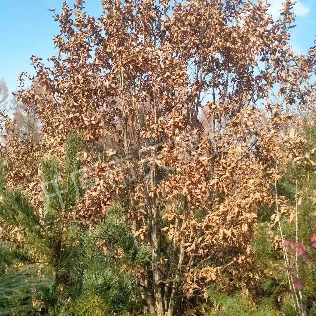 丛生蒙古栎 单杆蒙古栎 辽东栎柞树苗 风景行道树多分枝风景树