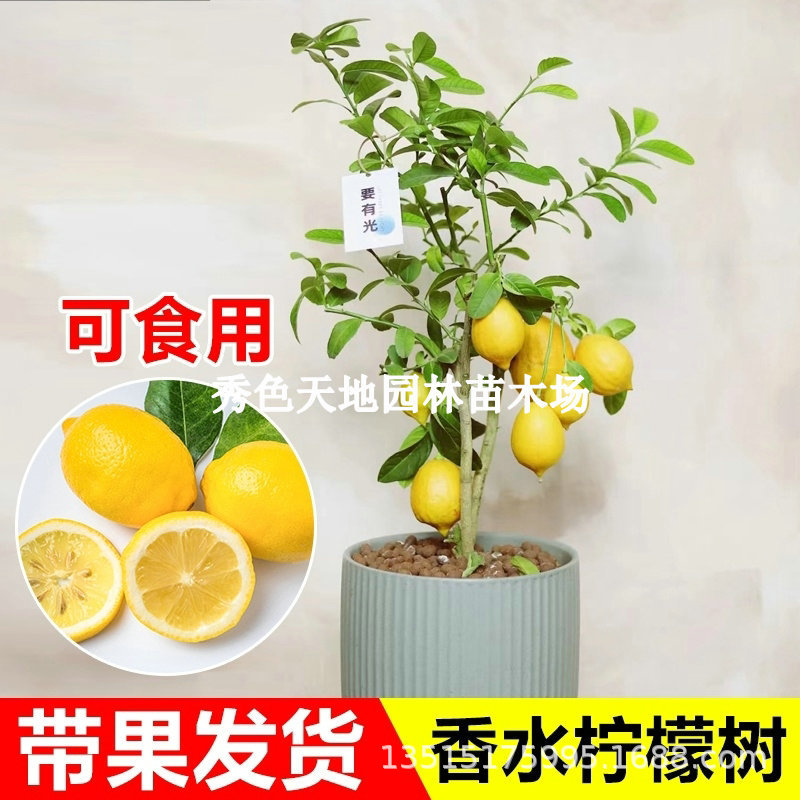 四季食用柠檬活苗无籽台湾香水柠檬树苗盆栽庭院南北方种植特大苗