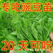 豌豆苗种子豌豆尖吃苗四季阳台盆栽芽苗菜秋冬季蔬菜种子大叶无须