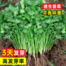 四季老香菜籽种耐热小叶香菜种籽老品种大叶香菜种子芫荽种籽孑苗