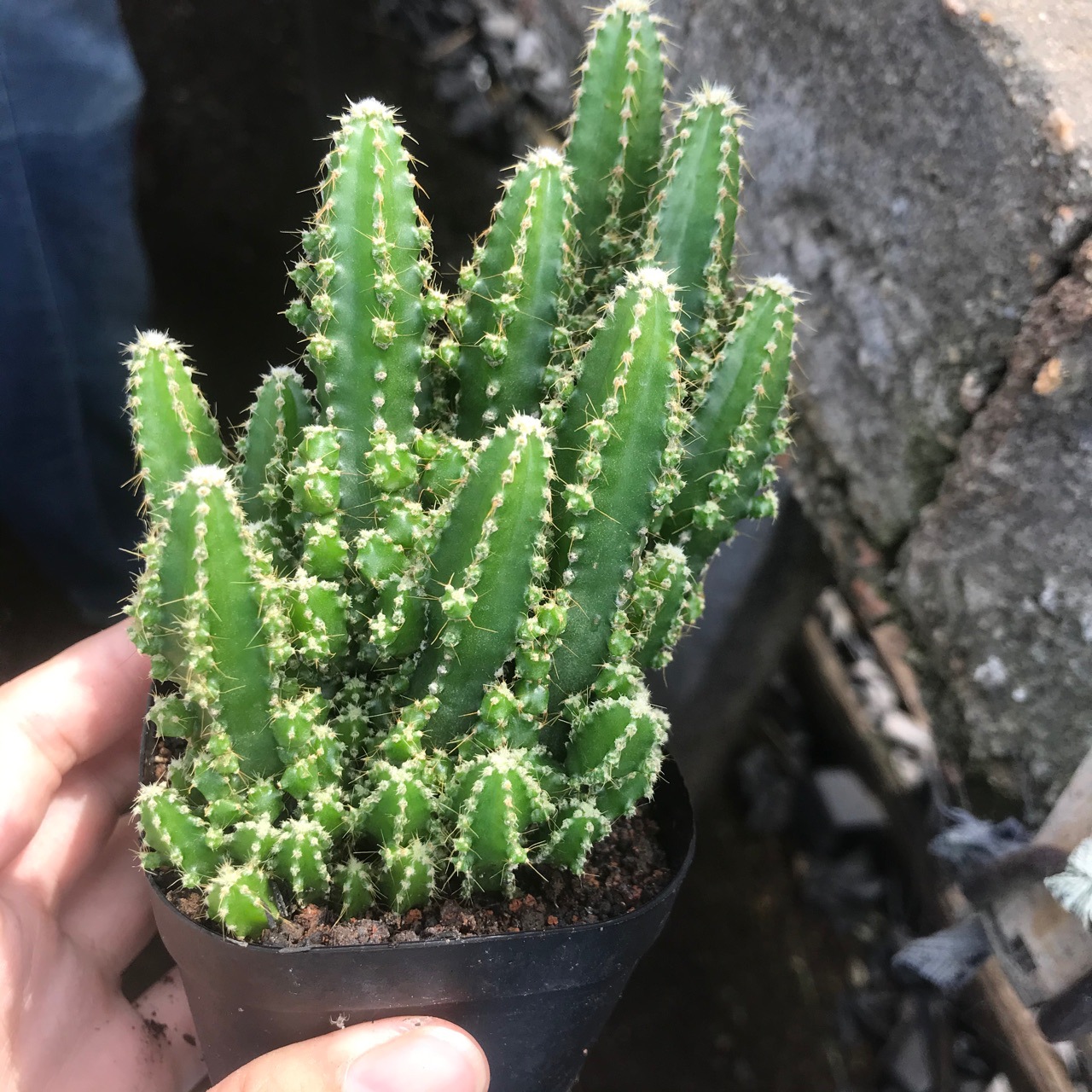 万重山不含盆盆栽仙人球掌形多肉植物