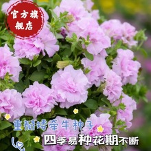 重瓣矮牵牛种子垂吊盆栽庭院室内阳台爬藤植物牵牛花种子四季花籽