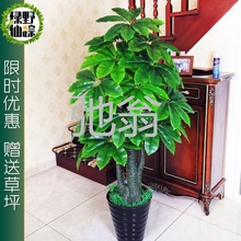 j都绿色发财树假花盆栽假树仿真树客厅大型塑料室内装饰仿真植物