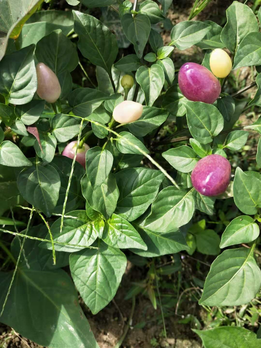 广西新鲜七彩椒五彩椒灯笼椒圆椒七色椒泡椒珍珠椒辣椒五色椒包邮