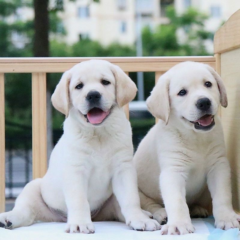 神犬小七收视率图片