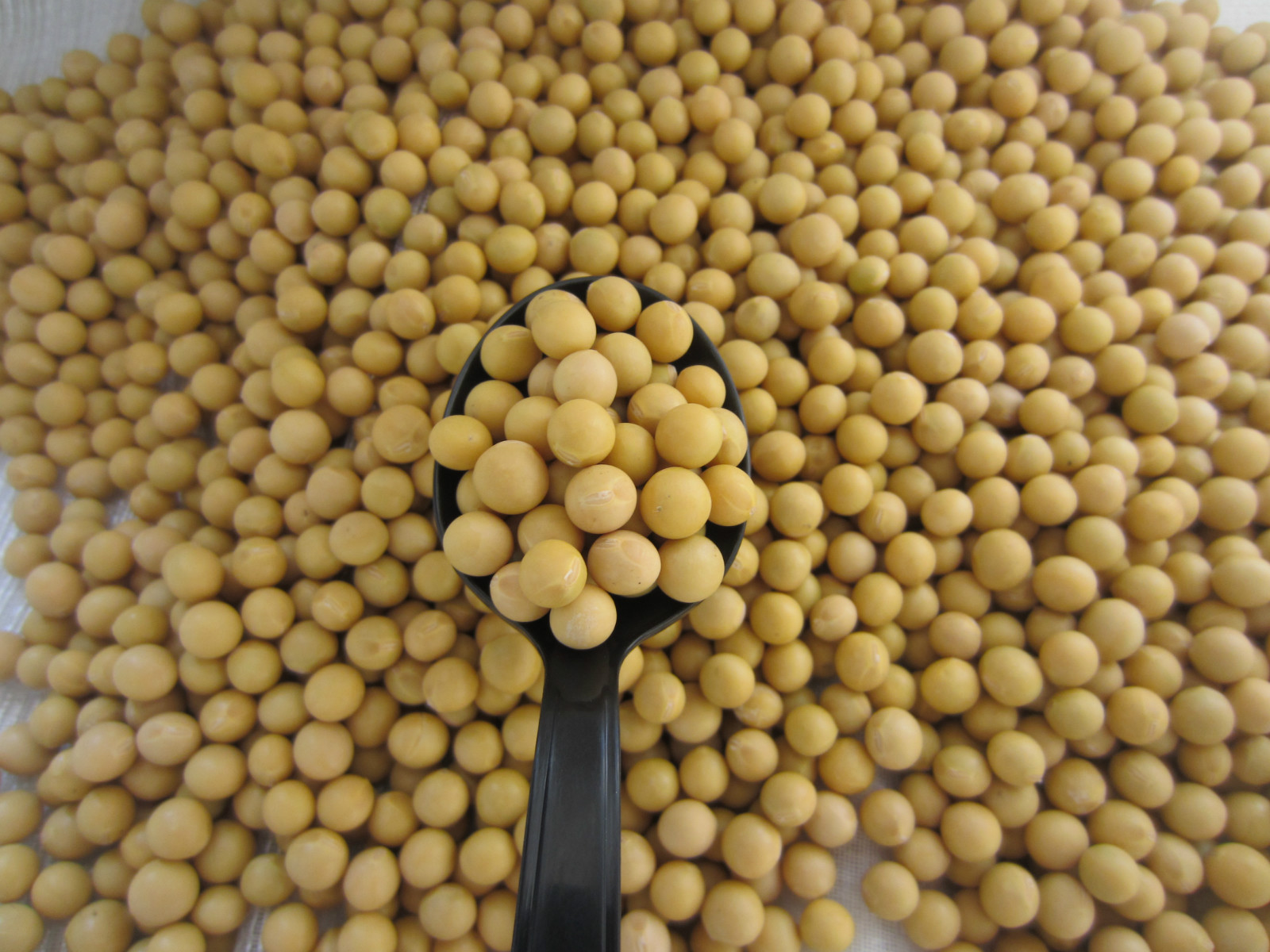 非转基因东升1号小粒黄豆10斤农家自种生豆芽纳豆打豆浆专用黄豆