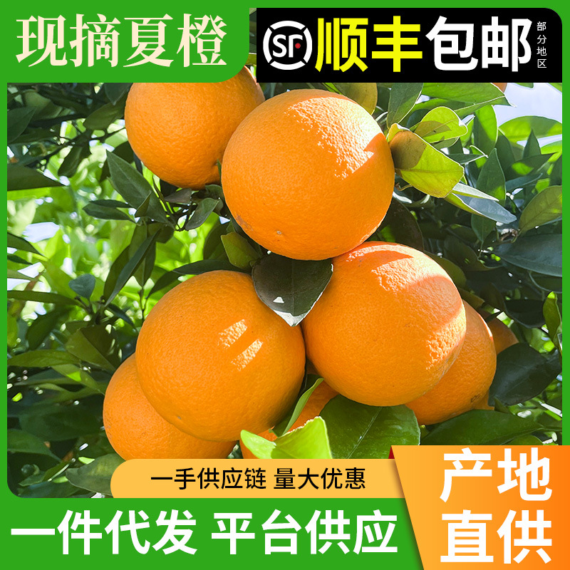 正宗秭归夏橙脐橙高山橙子产地新鲜现摘现发当季时令水果批发