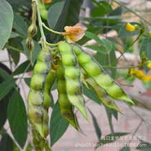 木豆种子木豆豆蓉观音豆树豆柳豆当年绿化灌木种子芳香香草植物种