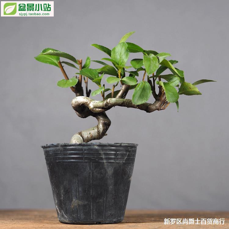 毛叶石楠精品造型小品盆景盆栽素材观花观果盆景小站