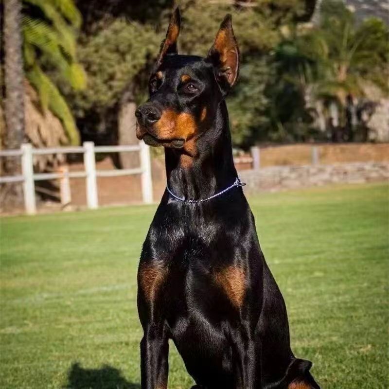 纯种双血统杜宾犬大型护卫裁耳迷你杜宾幼犬宠物狗活体-阿里巴巴