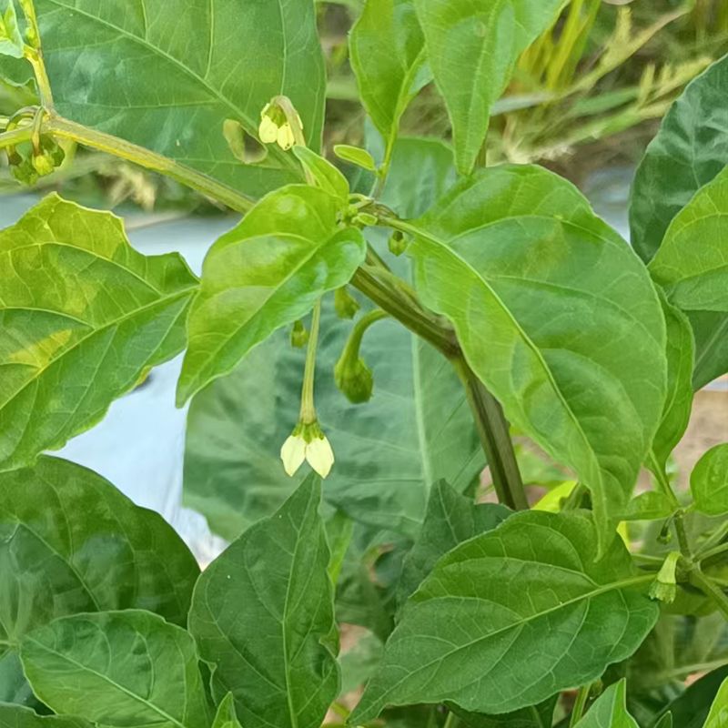 新鲜黄灯笼辣椒