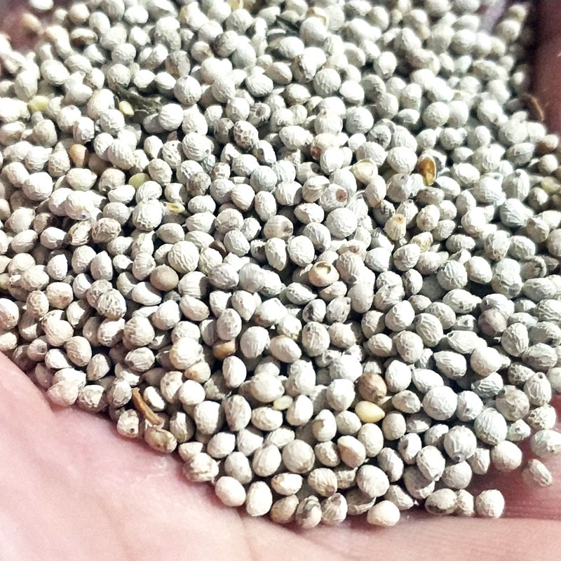 软苏子鸟食鸟粮 白苏籽金丝雀芙蓉鸟黄雀 苏子500g新货鸟食