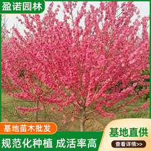 红叶碧桃苗木绿化工程价格合理观赏树美丽千层重瓣树苗花红叶观赏