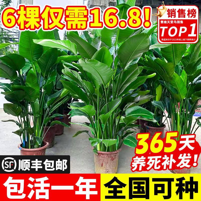 天堂鸟盆栽办公室内客厅大型绿植物四季大叶植物花卉鹤望兰吸甲醛