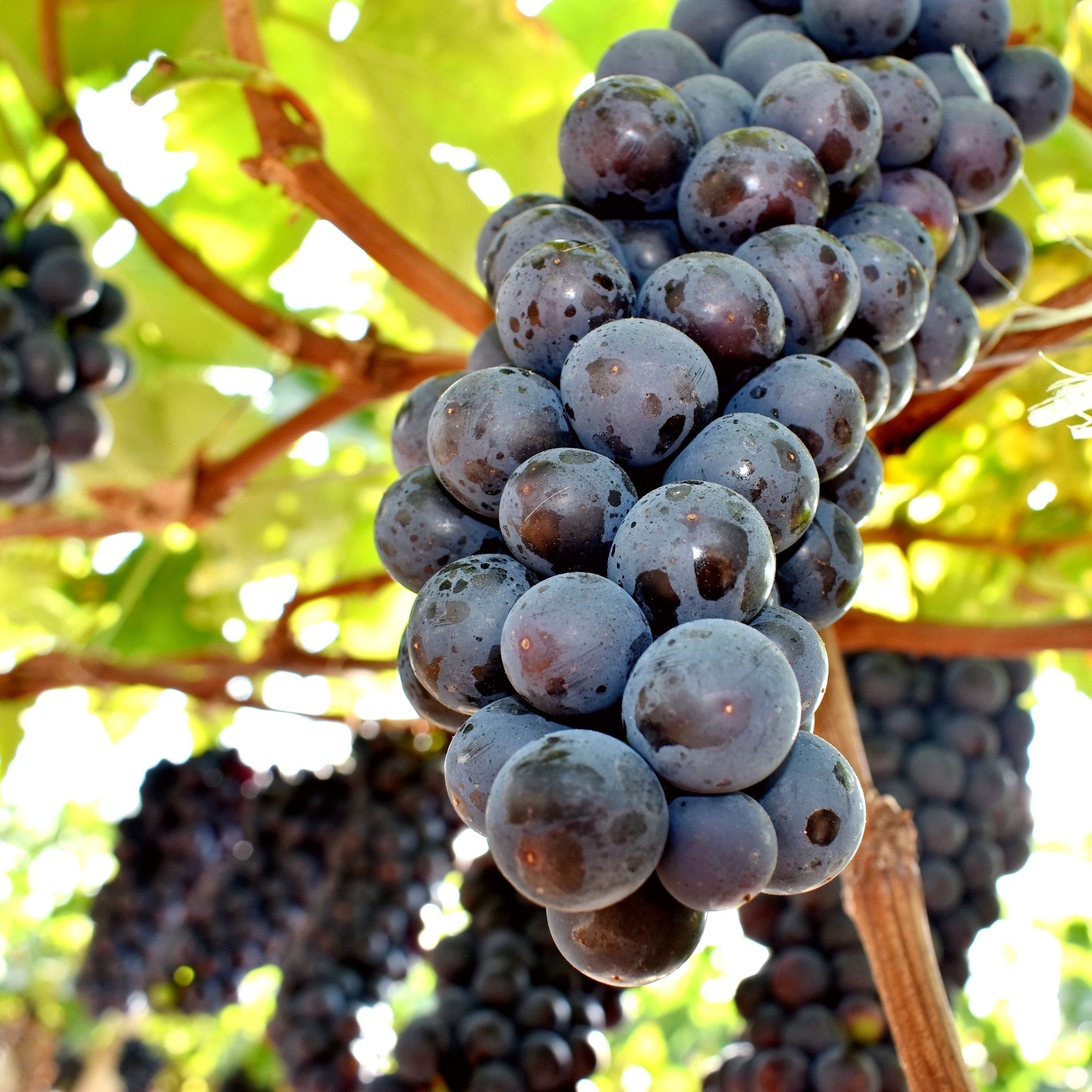 云南夏黑葡萄新鲜时令水果新鲜现摘应当季孕妇水果葡萄一件代发