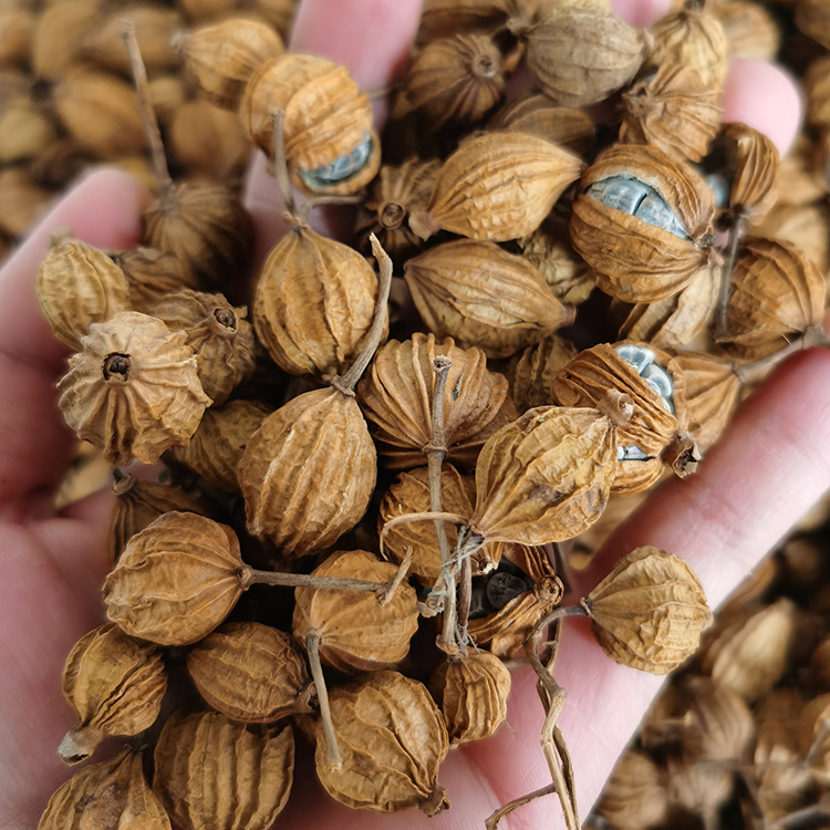 批发香砂云南 香砂仁 产地货源调味香料-阿里巴巴