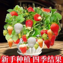 四季草莓种子奶油草莓特大超甜庭院阳台易种盆栽蔬菜水果种子