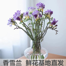 香雪兰小苍兰鲜花应季袋鼠爪鲜切花婚礼生日家用云南斗南空运包邮