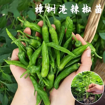樟树港辣椒苗韩国青阳辣椒秧苗冬季辣椒种苗湖南指天椒苗种子