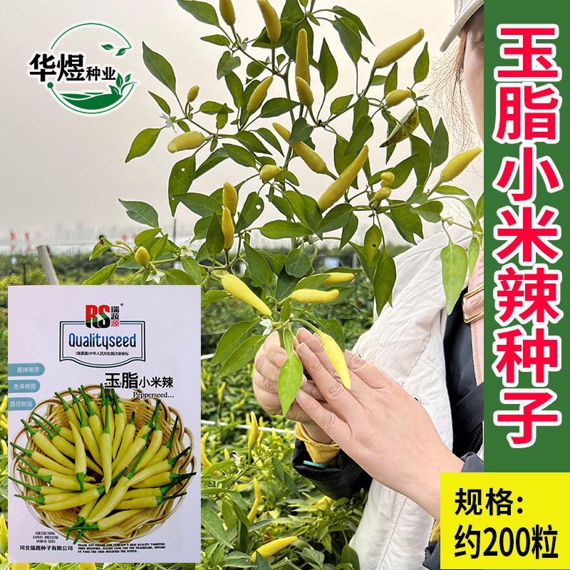 瑞蔬玉脂小米辣种子 农田菜地盆栽种植辣味强腌制小辣椒朝天椒籽
