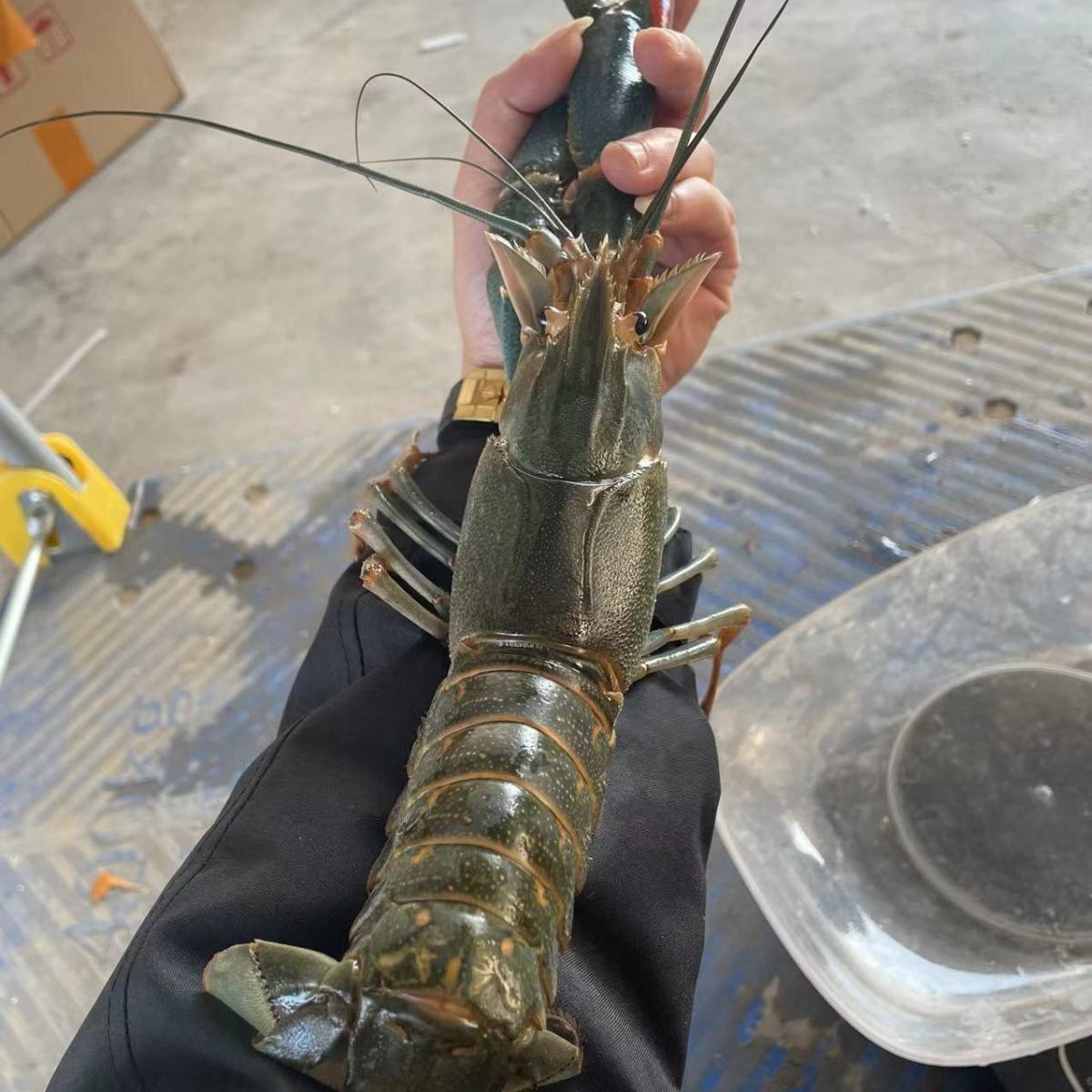 澳洲淡水龙虾食用养殖种苗繁殖鲜活大龙虾鱼缸观赏宠物水产海鲜餐
