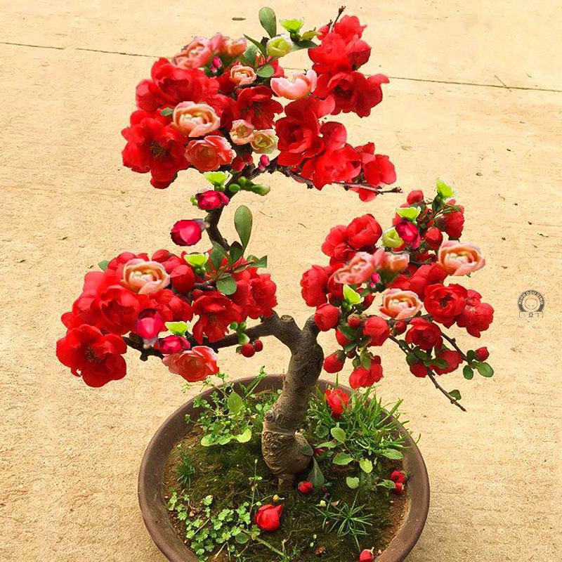 海棠花盆栽树苗盆景重瓣老桩阳台庭院绿植物室内花卉四季开花好养