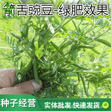 箭筈豌豆野豌豆种子果树绿肥蜜源植物毛苕子高蛋白牧草除草紫云英