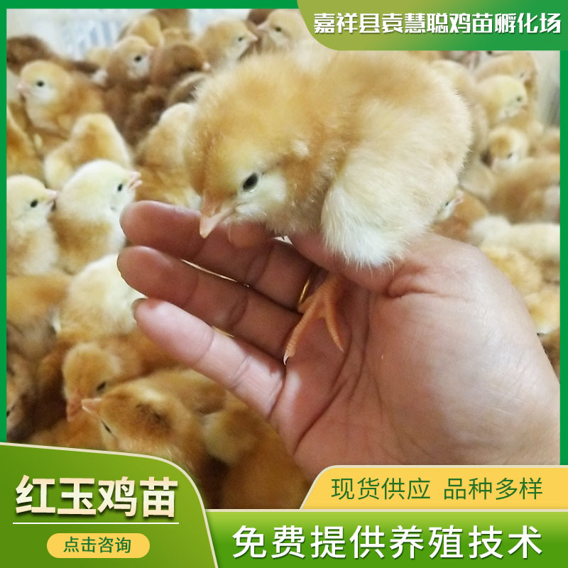 山东养鸡场销售红玉小鸡苗 红玉公鸡苗 脱温品种多样鸡苗